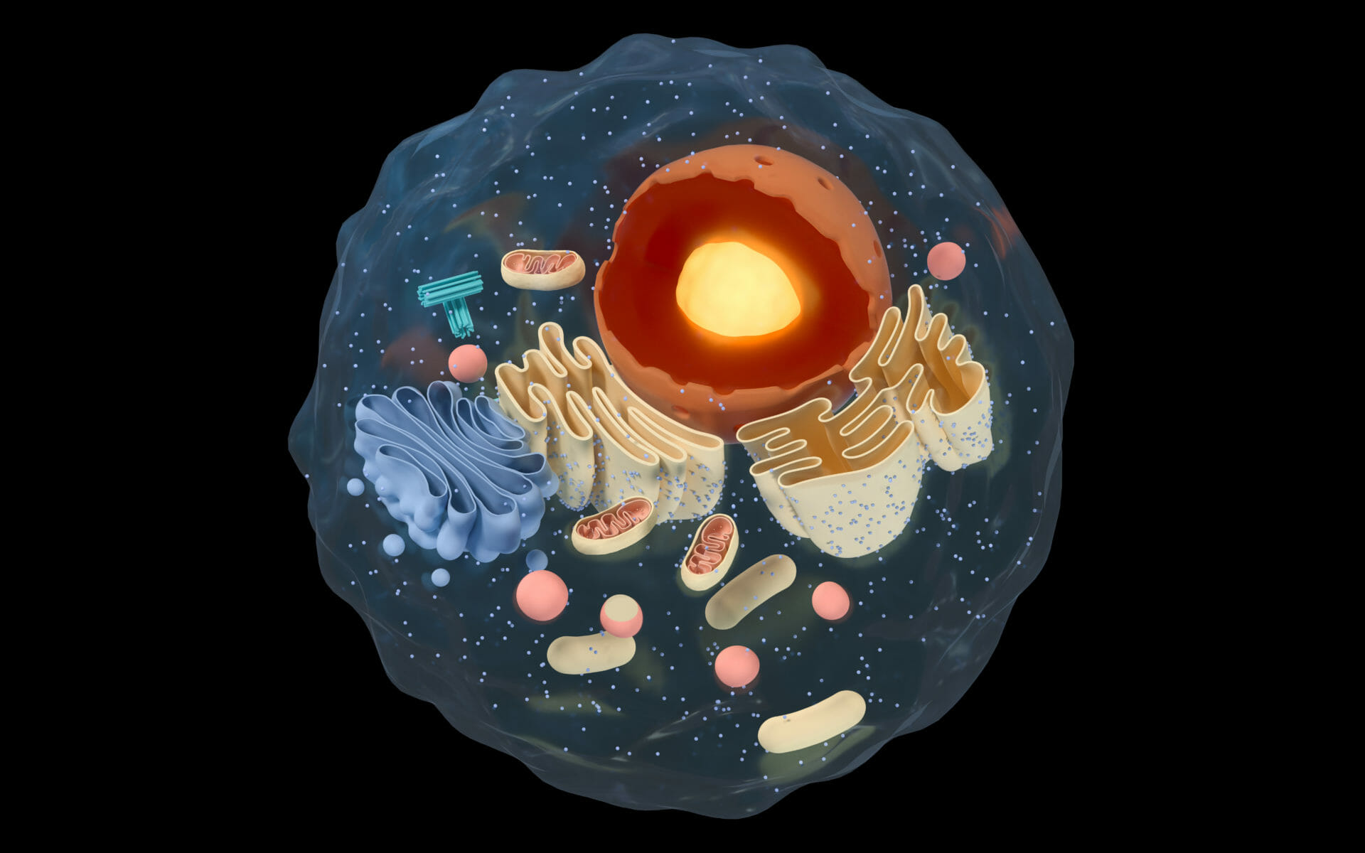 3-d representation of a cell