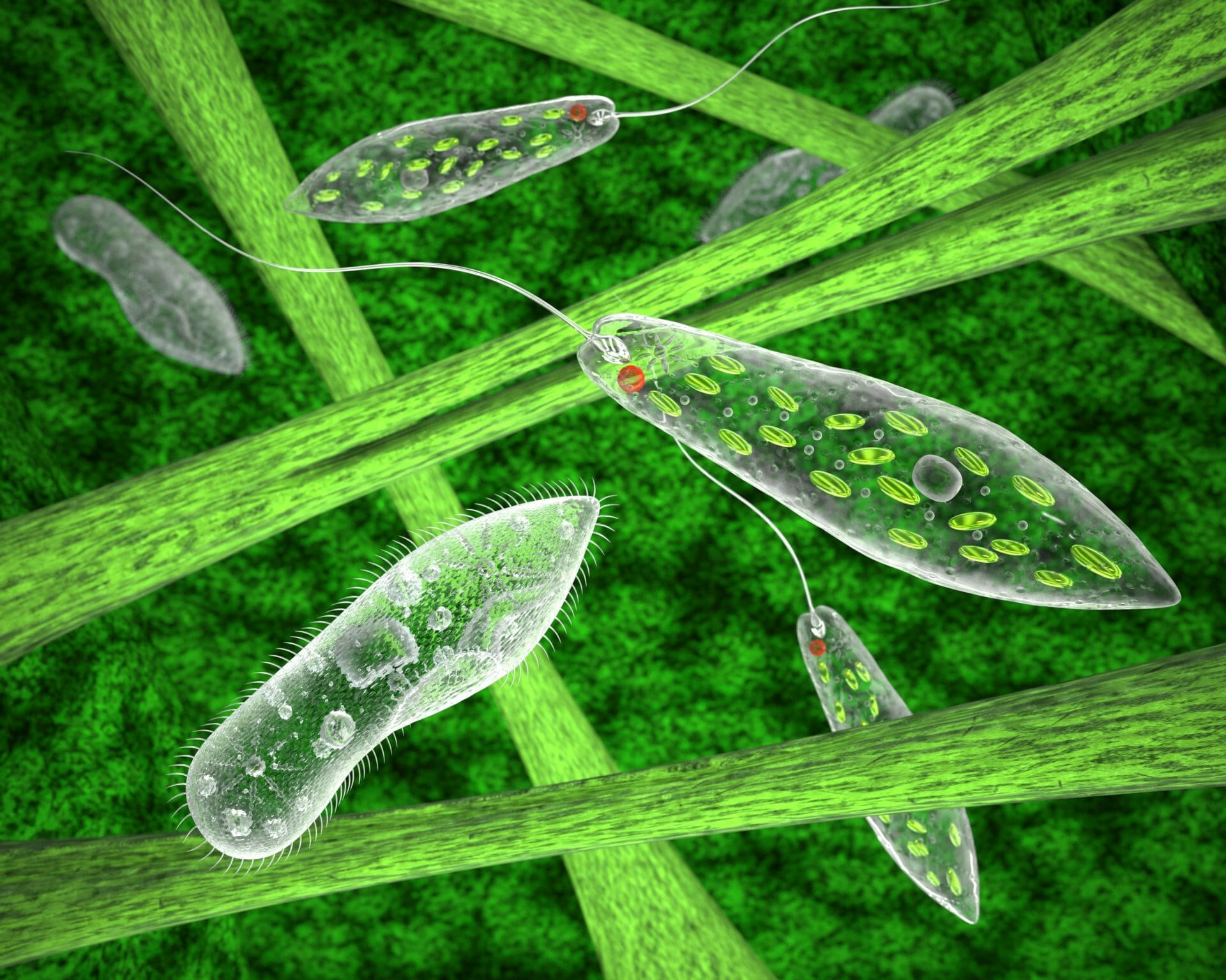 The simplest ciliates and euglena in their natural habitat. 3d image